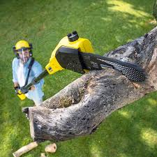 Best Commercial Tree Services  in Canton, PA